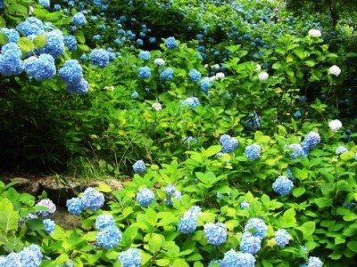 繡球花種子幾月份播種？