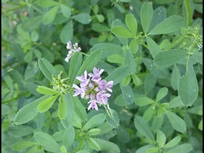 紫花苜蓿種子在北方什么時候種？