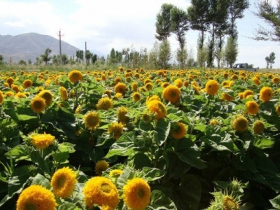 北方地區(qū)葵花在幾月份種植？