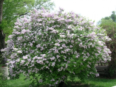 丁香花苗什么時候移栽？