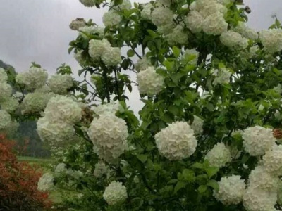 木本繡球花怕凍嗎？