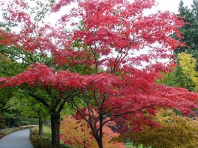 日本紅楓幾月移栽？