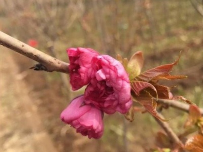 櫻花樹(shù)栽種距離多少米？