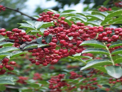 花椒種子幾月份種？