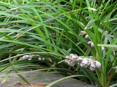 沿階草開花嗎