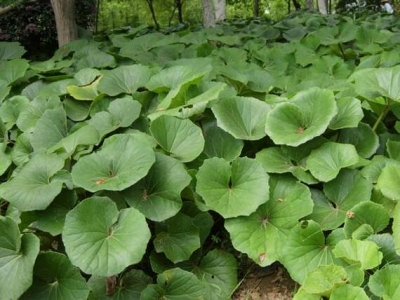 大吳風草開花嗎