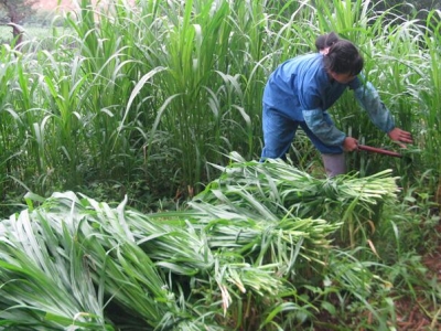 皇竹草會開花結(jié)果嗎