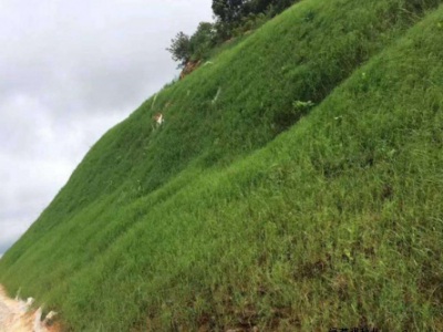 草皮種子種上沒發芽