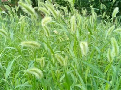 狗尾巴草是開花植物嗎