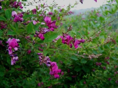 胡枝子種子播種多長時間能發芽