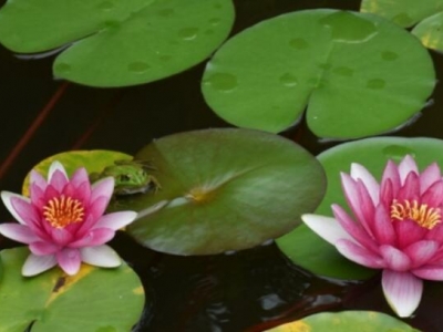 睡蓮花能開到幾月份