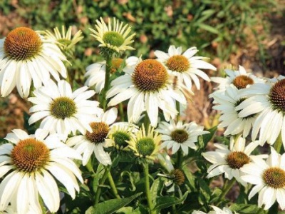 松果菊花好養嗎