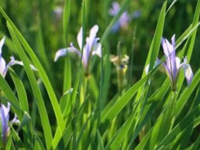 高原馬蓮花幾月開