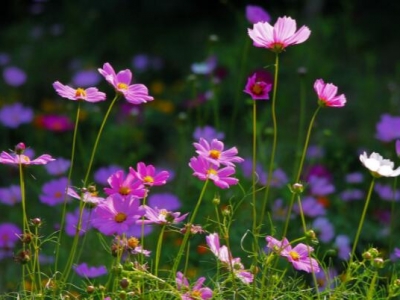 格桑花夏天開(kāi)花嗎