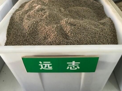 遠志種子每斤有多少粒