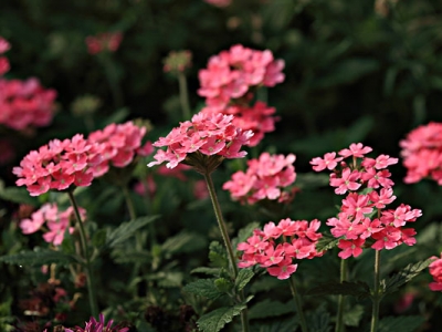 東北夏天常見的花是什么？