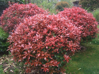 花卉種植密度有什么具體的要求嗎？