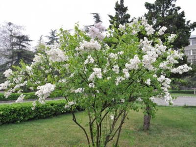 丁香花是什么植物？