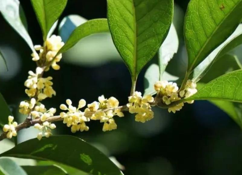 桂花樹