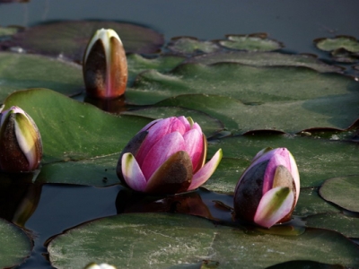 6月種睡蓮還能開花嗎？