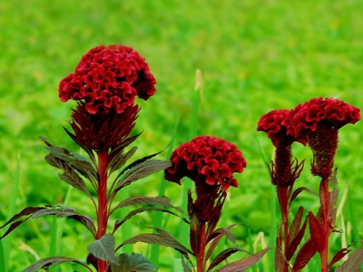 雞冠花摘心后還能開(kāi)花嗎？