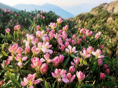 高原花卉有哪些