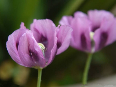 紫色虞美人的花語(yǔ)和寓意是什么？