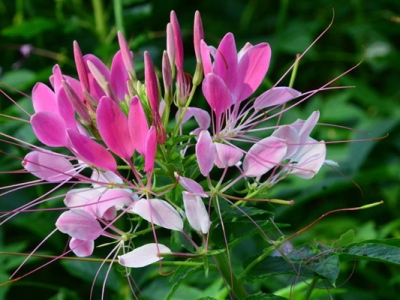 醉蝶花幾天發(fā)芽？