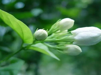 茉莉花幾天發芽？