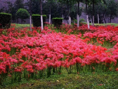 石蒜花幾月份種？