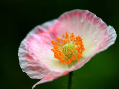 虞美人花有幾個花瓣？