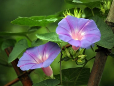 牽牛花能養到幾月份？