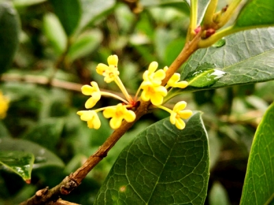  秋季開(kāi)花草本植物