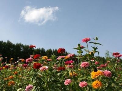 開(kāi)粉花的草本 小粉花草本植物叫什么名字