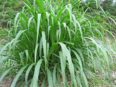 皇竹草莖節種植方法