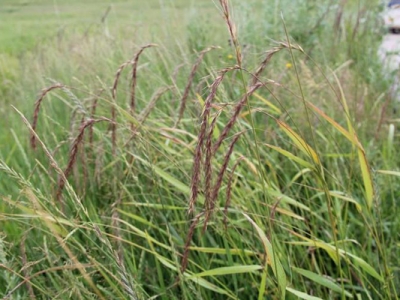 披堿草種植技術(shù)復(fù)雜嗎？