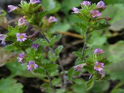 小米草怎么種植？