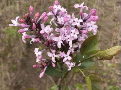 丁香花樹怎么種