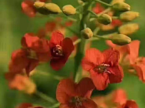 油菜花