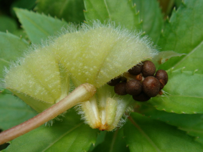 鳳仙花在哪有種子可以購買？