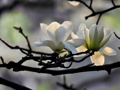 玉蘭花樹什么時候栽植好？