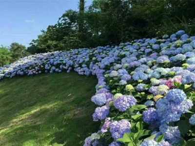 繡球花能不能在北方種？