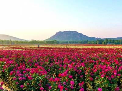 玫瑰花可以夏天播種嗎？