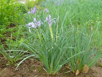 種植什么類型植被防止水土流失？