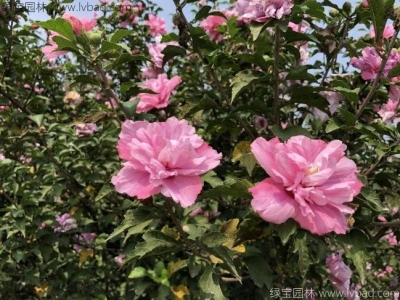 木槿花產地哪里