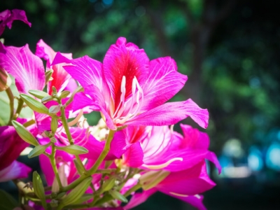 紫荊花產地在哪里