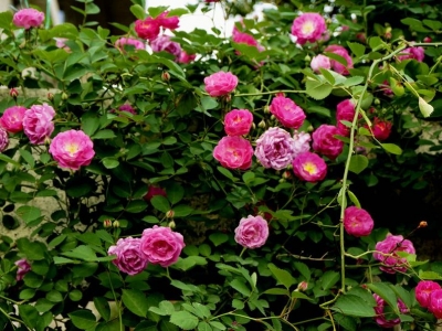 買薔薇花可以去哪個基地，薔薇花什么時候種植