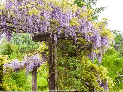 紫藤蘿花生長(zhǎng)在哪里，如何種植呢？