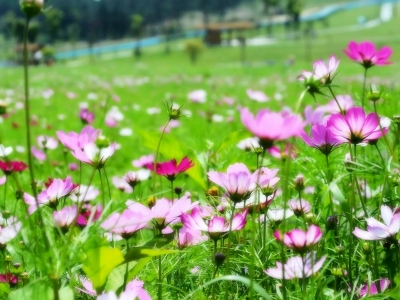 格桑花可以長多高