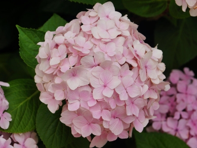 繡球花能長多高